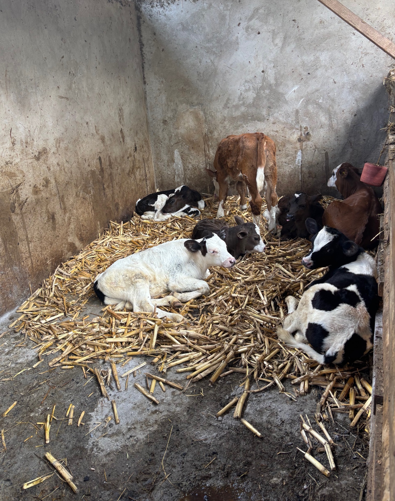 Calves resting in the pen