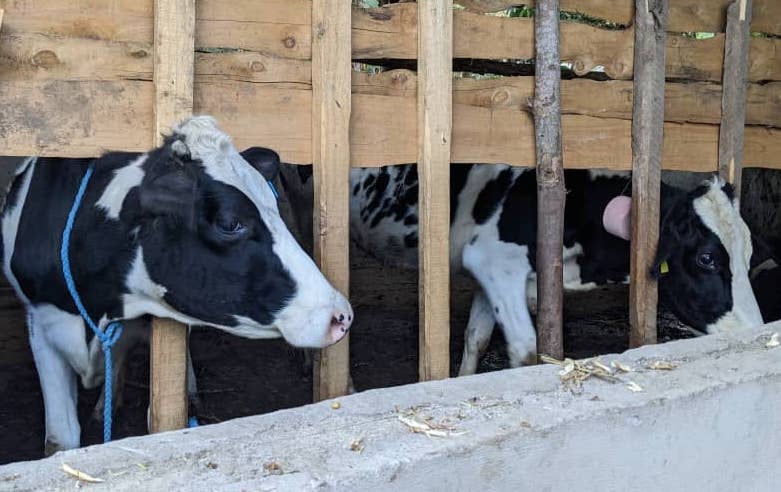 Holstein cows in the barn