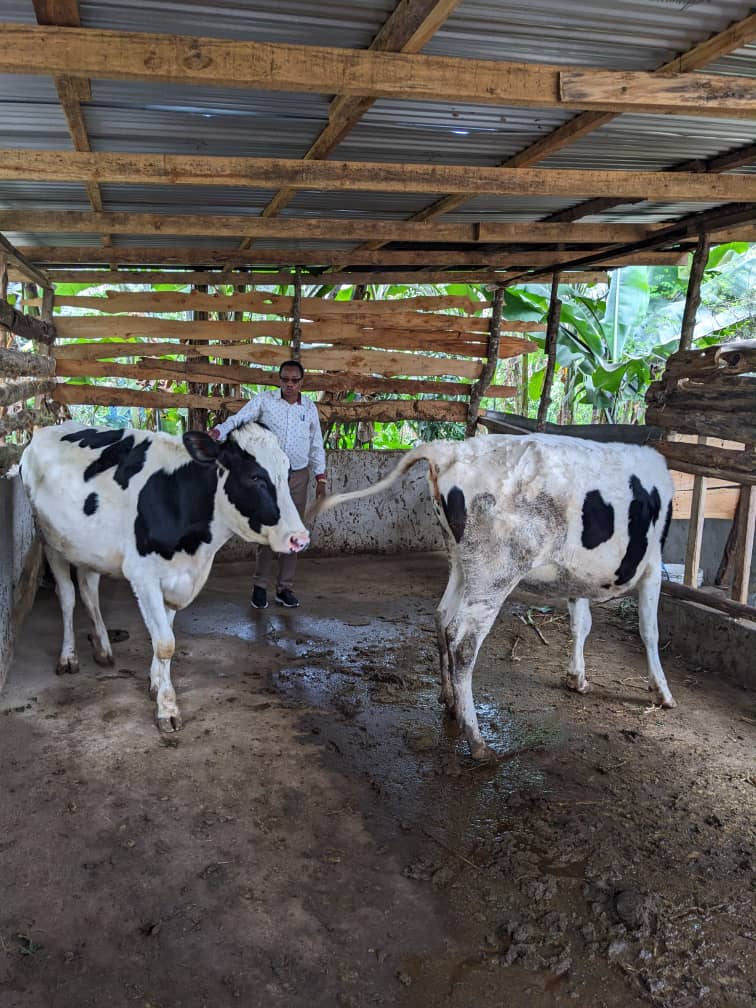Holstein cows in housing